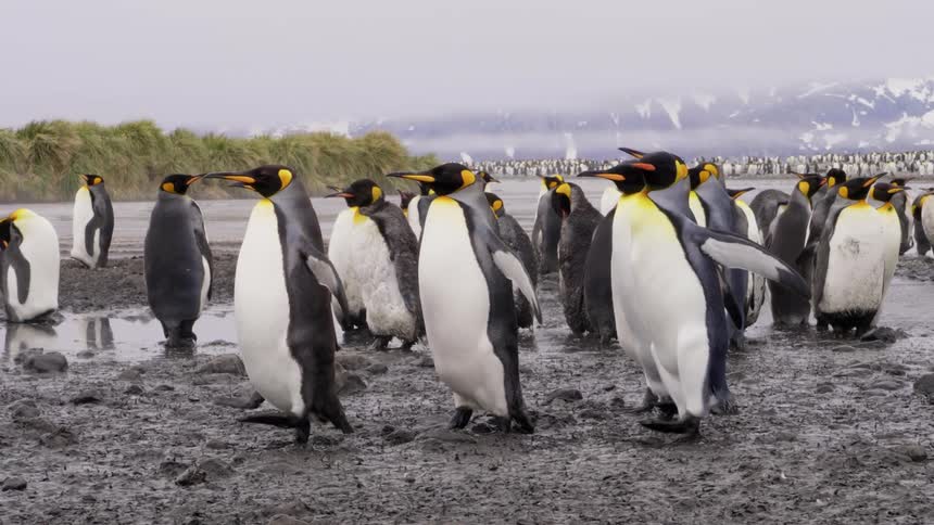 Penguins waddling by group of penguins standing at the shoreline