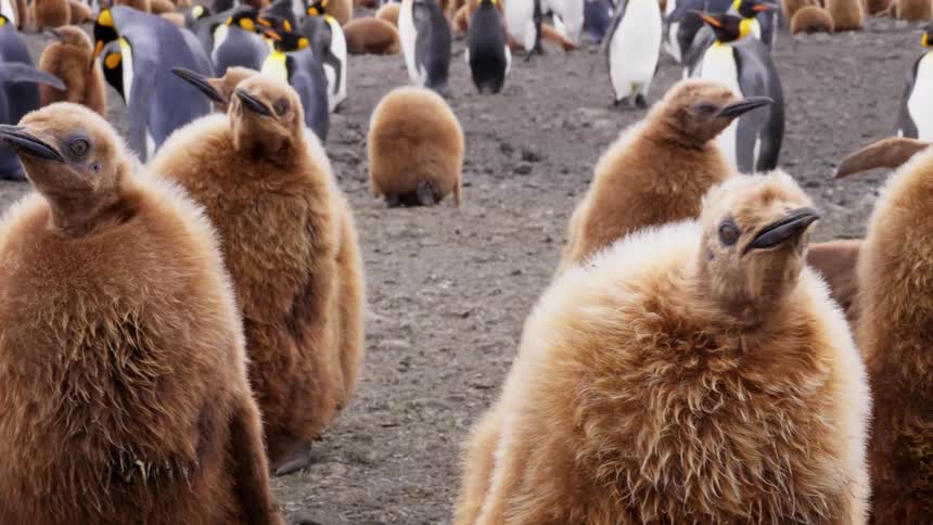 Within a large colony of penguins a group of fuzzy brown juveniles stands together