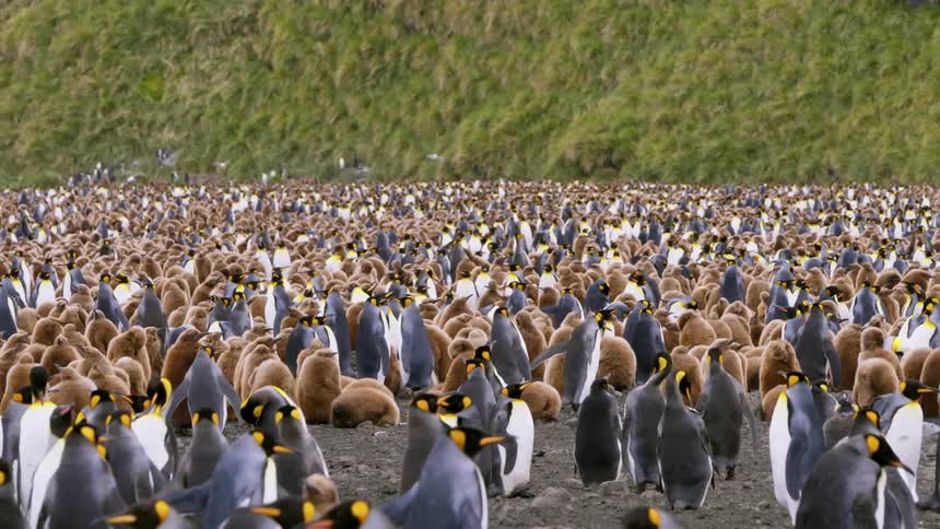 A swarm of king penguins huddle and stand while it snows