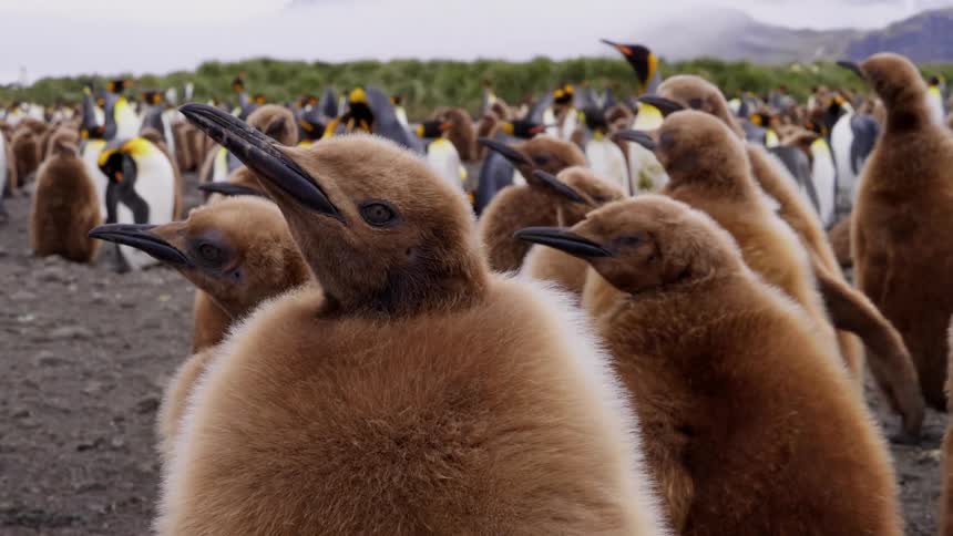 In a large colony of penguins a group of fuzzy brown penguin chicks look around alertly