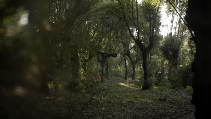 View of a dense forest with sun peaking in