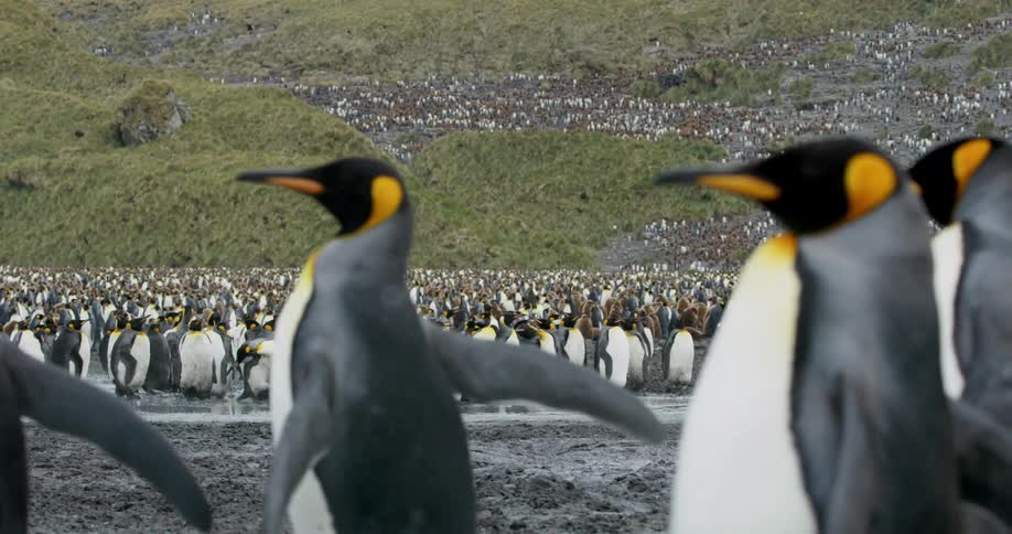 A colony of penguins stretching away into the distance in the hills
