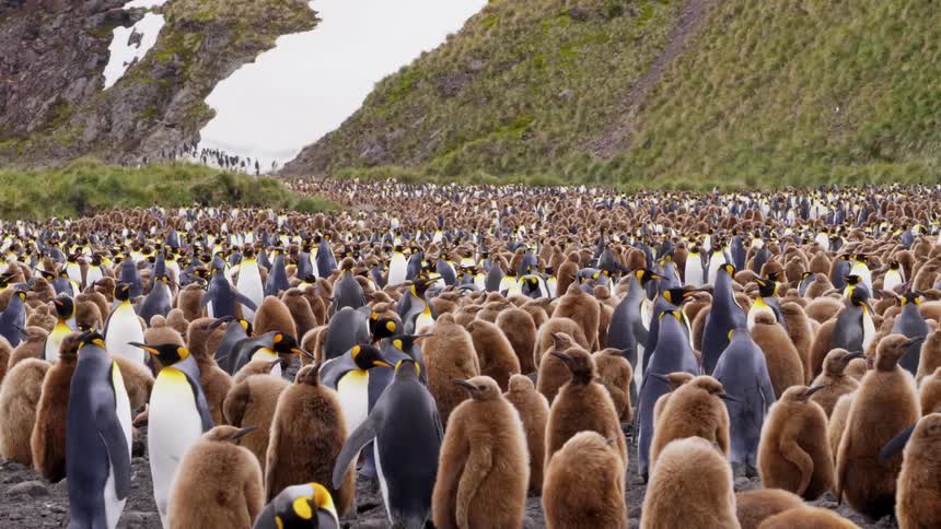 A large group of penguins on a beach
