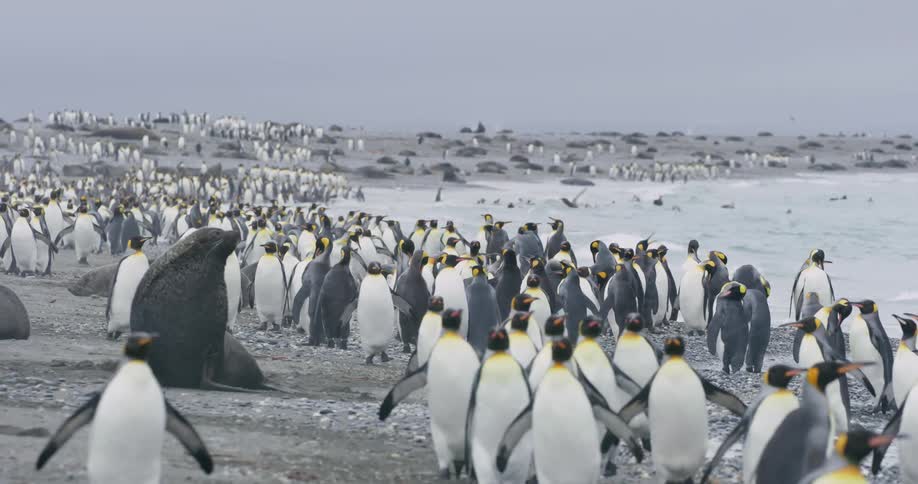 Penguins in the water and on the shore