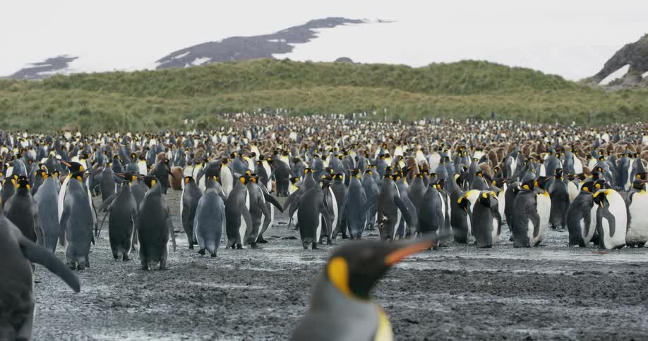 A swarm of king penguins stand and walk in a field with snow capped mountains in the background