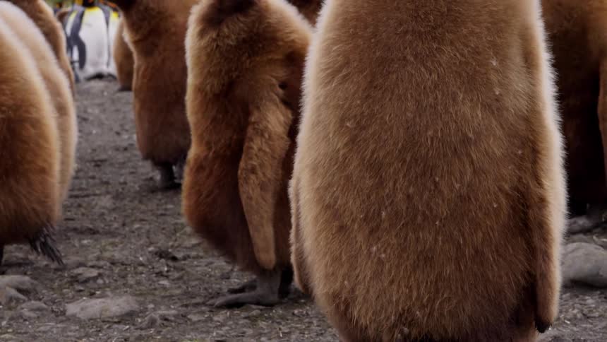 A group of penguins stand together outdoors on gray soil