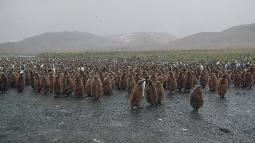 A colony of penguins stands while it snows