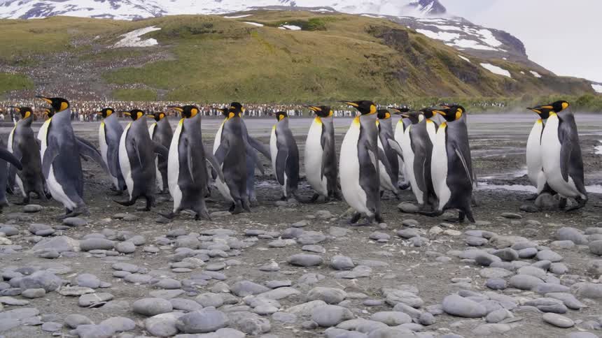 Penguins walk a long the shore with mountains in the back ground