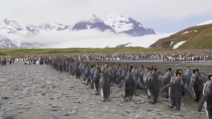 Penguins walk to join main flock standing near vegetation covered valley as dense fog rolls toward them form snow covered mountains