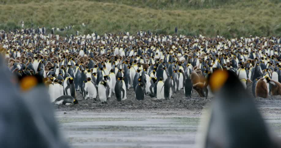 A handful of penguins waddle slowly towards a much larger colony