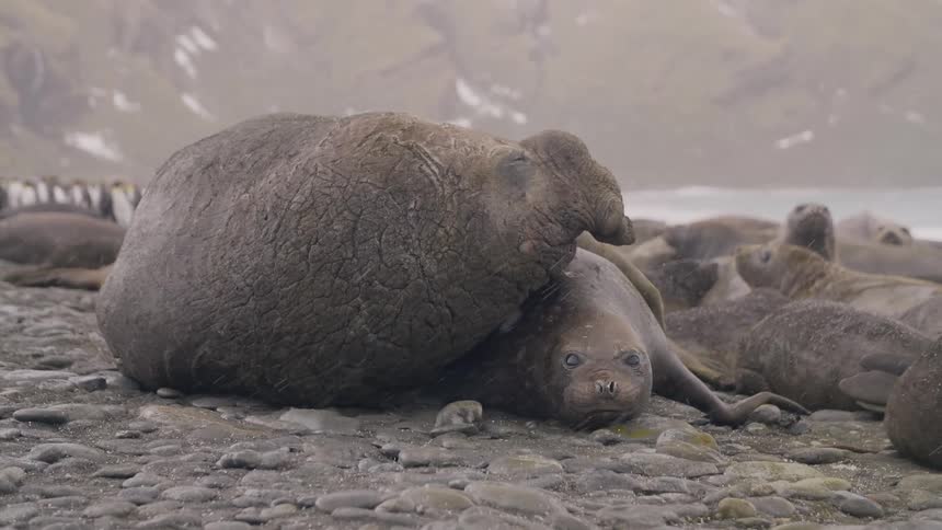 Snow falls as a seal shields her baby with her body and penguins walk in the background