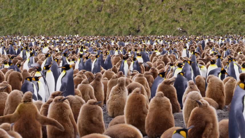 A large mass of penguins gather together under the sun on a grassy beach