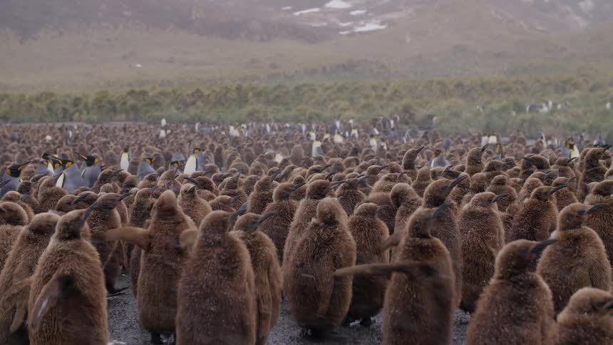A large group of penguins includes many fuzzy brown juvenile penguins that are flapping their wings