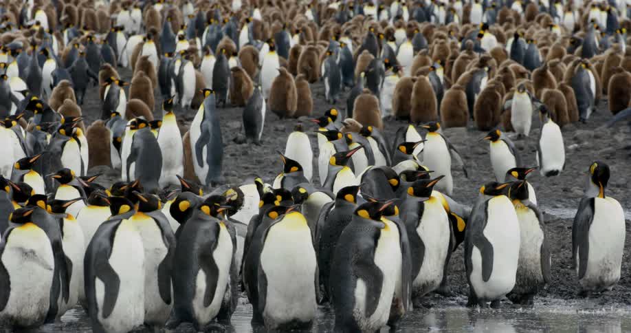 A group of penguins near ice in the arctic