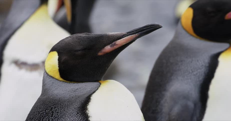 Penguins outdoors in antarctica