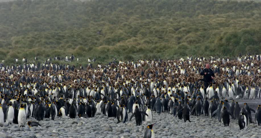 Wildlife photographer walks through flock of penguins as they move out of his way