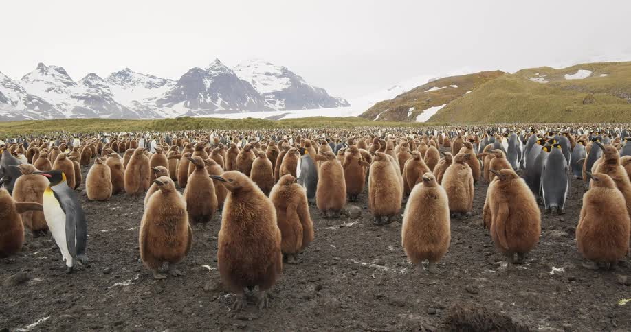 A colony of penguins standing and walking in a field with snow capped mountains in the background