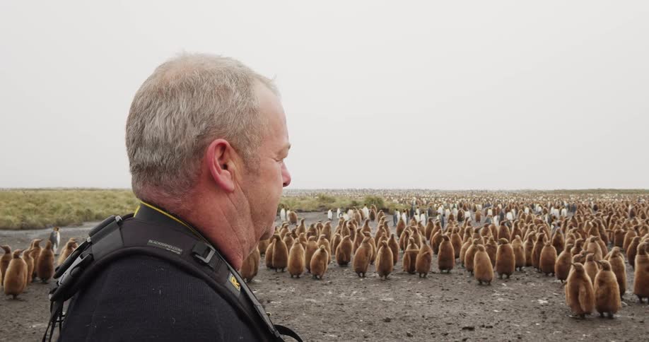 Photographer stands near large flock of adult and juvenile penguins preparing to take a photograph