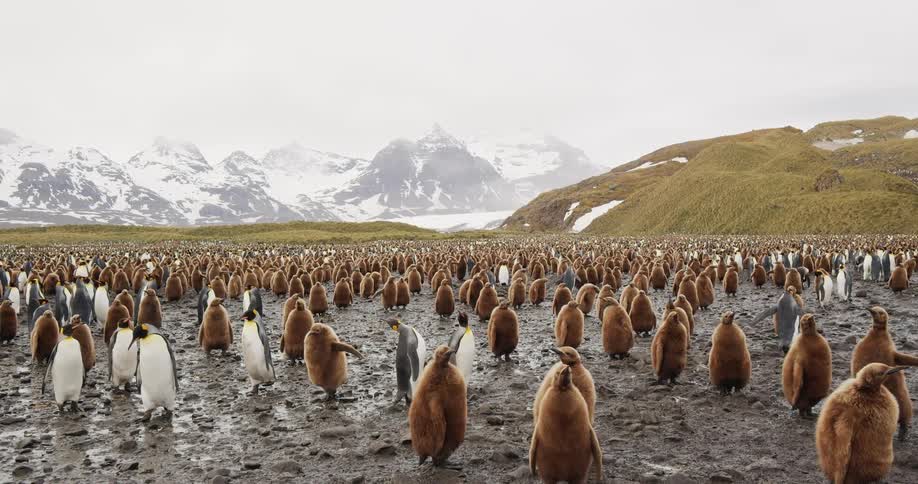 Flock of adult and juvenile penguins stand and move about on ground backed by hills and snow covered mountains