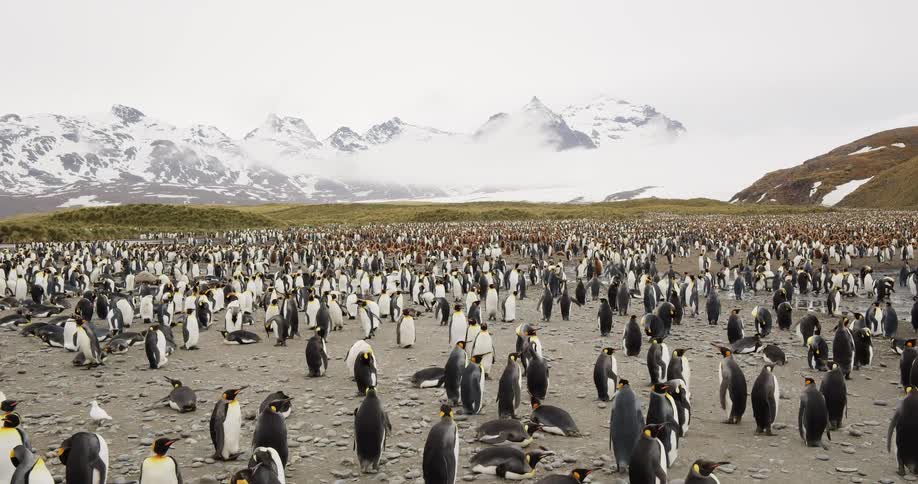 An enormous group of penguins stands atop rocky soil