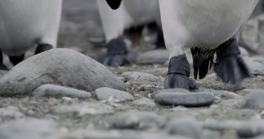 Penguins walking on rocks and dirt
