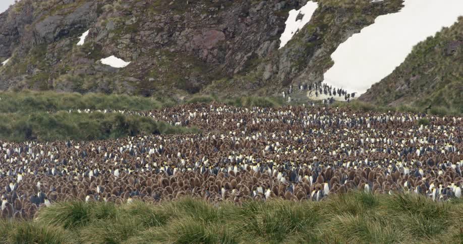 Distant view of a colony of penguins