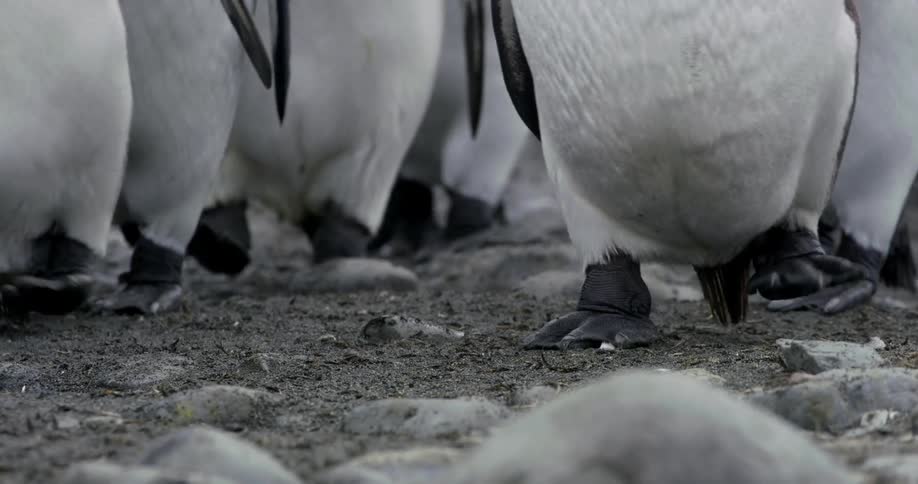 A group of penguins walk together across gray rocky soil
