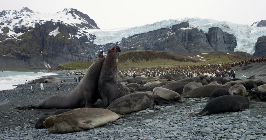 Landscape view of seals and penguins on the shore in front of the mountains