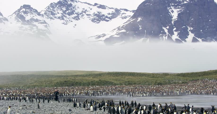 A large group of penguins are outdoors together