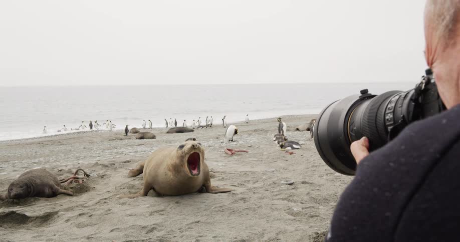 A man holds a professional camera to his face and takes pictures of seals laying on the beach