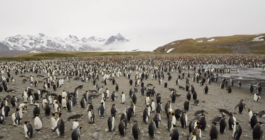 A waddle or group of penguins standing on the beach near the hills close to the snow covered mountains