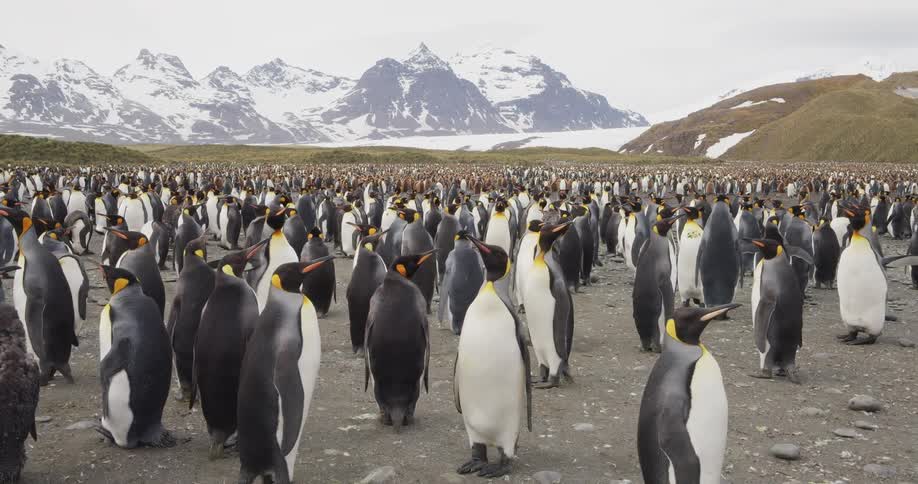 A colony of king penguins stands in a field with snow capped mountains in the background