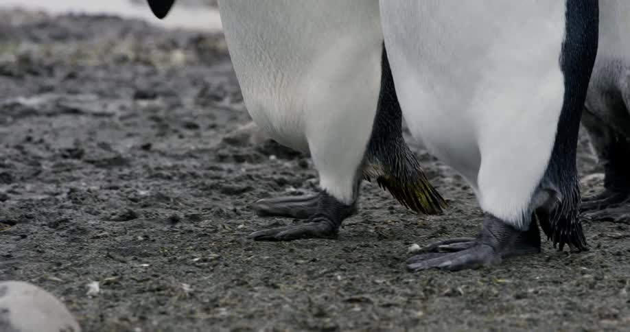 A group of penguins walk together through damp gray soil
