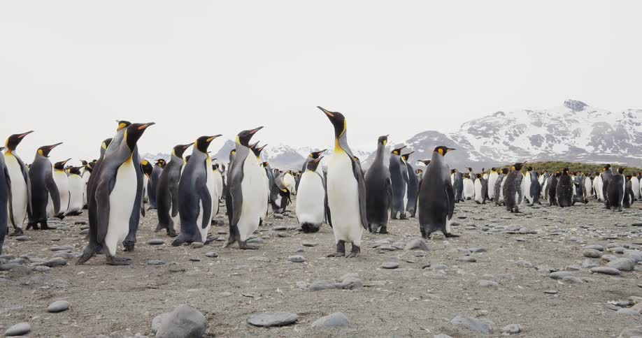 A large group of penguins walk near the shore