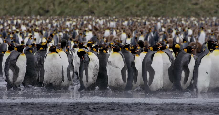 Large flock of penguins crowd into area between water and vegetation covered hill