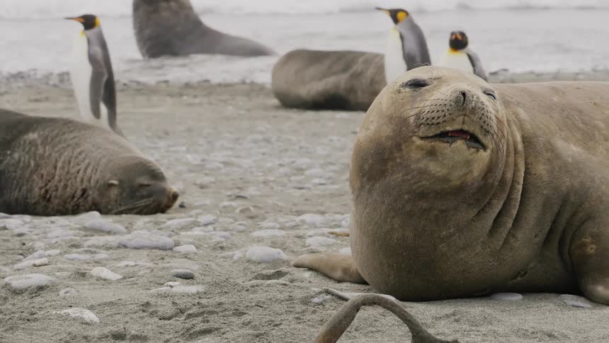 A large seal looks up and barks before closing its eyes and resting on the shore