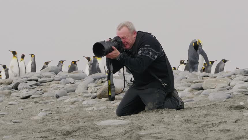 A man crouches near some penguins to take some photos