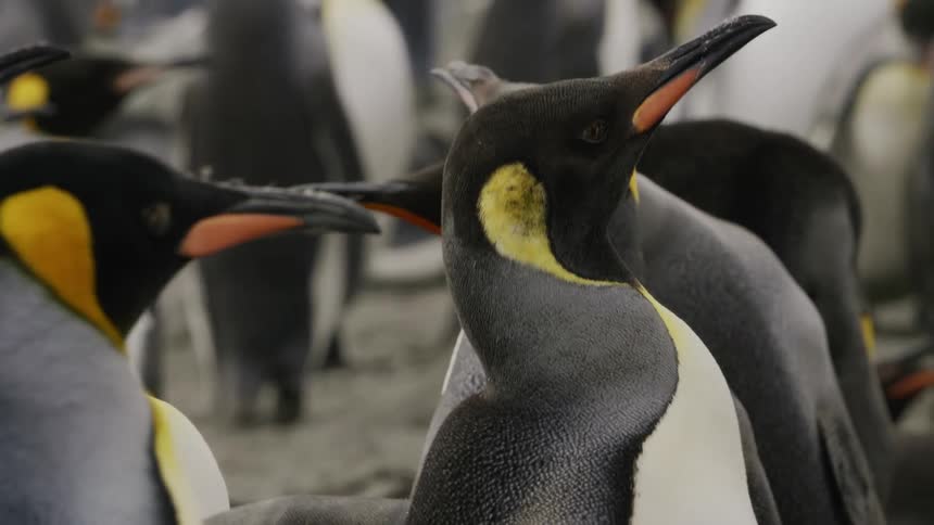 A large group of penguins standing and walking around a beach