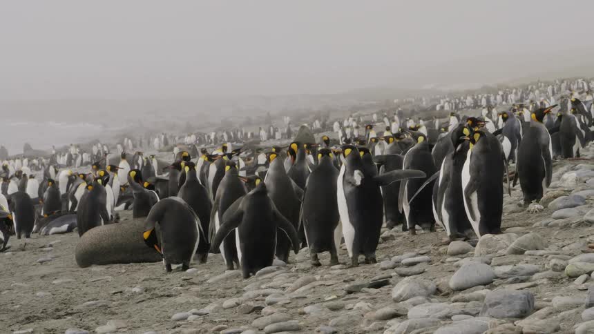 A large group of emperor penguins stand on the sea coast
