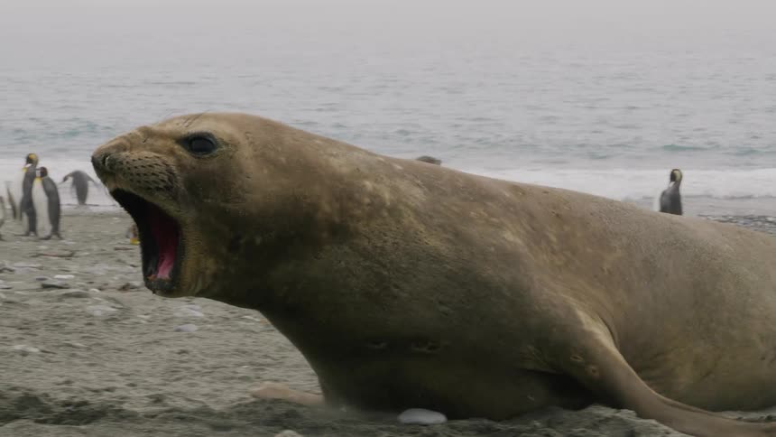 Seal propels itself across sand away from water as penguins and other seals rest in background