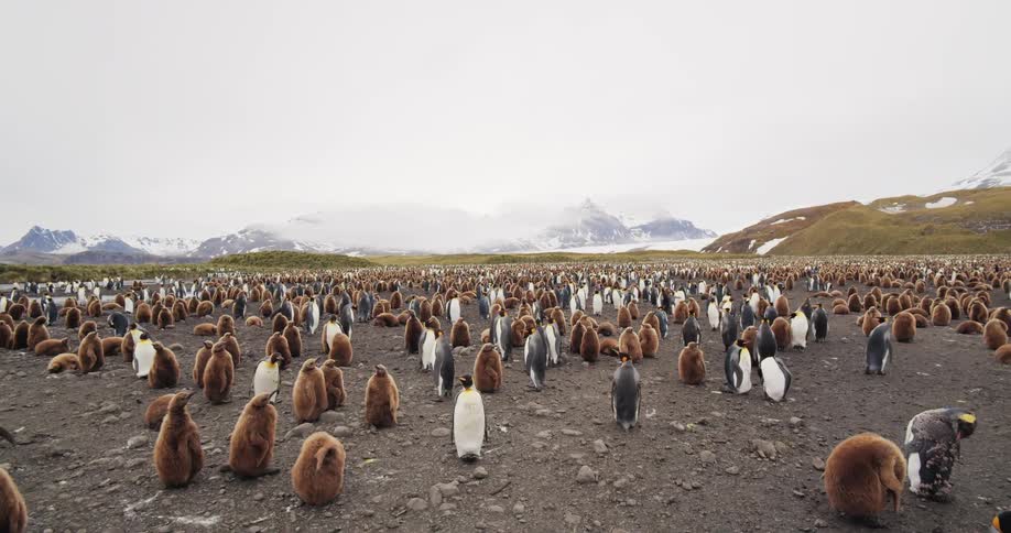 A colony of penguins stands and walks in a field with snow capped mountains in the background