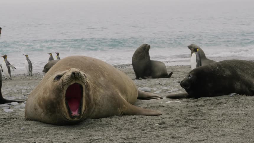Penguins and seals are resting on the beach