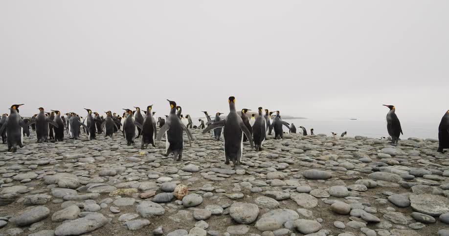 A large group of penguins walk across a rocky flatland under a cloudy sky