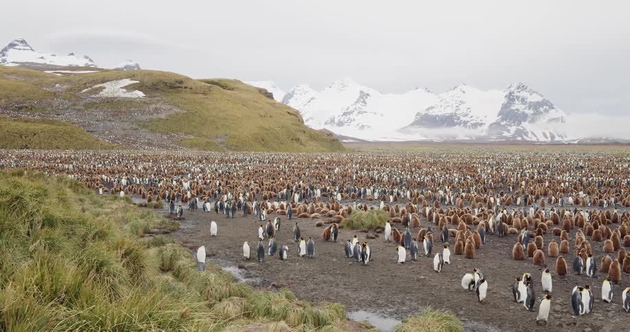 Penguins standing on dirt with a mountain range covered in snow in the background