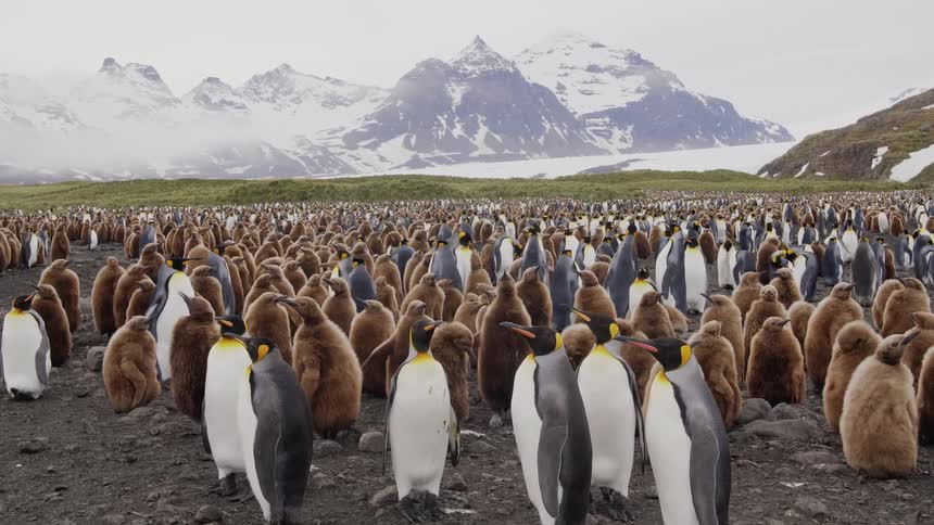 A large group of penguins near snowy mountains in the daytime