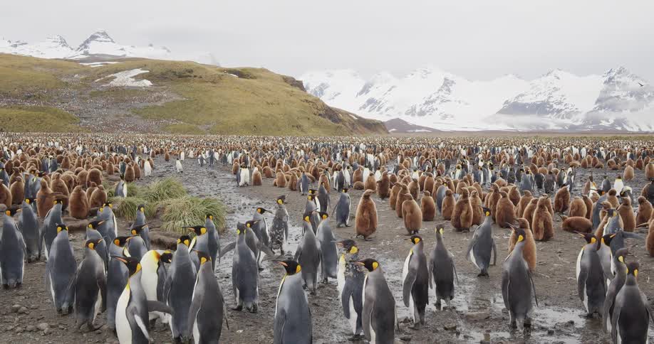 A swarm of king penguins stand in a field with snow capped mountains in the background