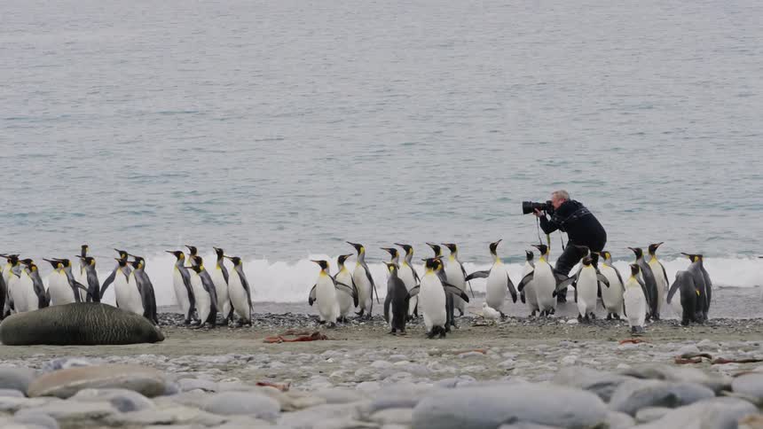 A man walks through the water as he takes pictures of penguins on the shore