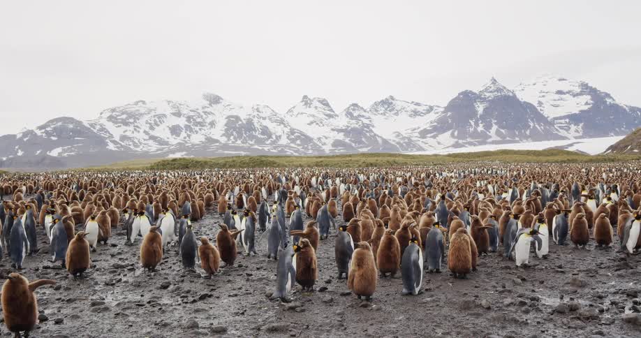 A swarm of king penguins stand in a field with snow capped mountains in the background