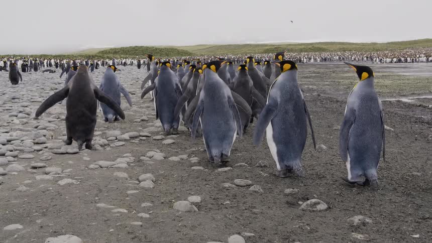 A large group of penguins all walk together in a long line