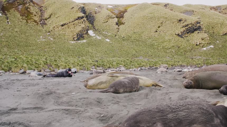 A middle aged male photographer lies in the moist sand of a beach with his camera raises to his face in order to take photographs of the dozens of seals resting there